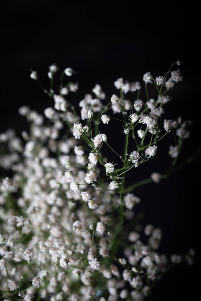 Small white flowers in front of a dark background. - Fotografie, Obrázek
