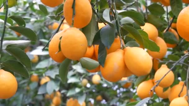 Zitrusfrüchte ernten viele reife gelbe Zitronen, die an Zweigen im Gewächshaus hängen. Zitronengarten. Nahsicht - Filmmaterial, Video