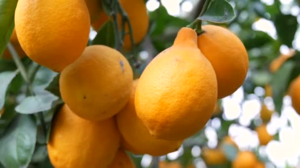 Citrusoogst vele rijpe gele citroenen hangend aan boomtakken in limonaria kas - Video