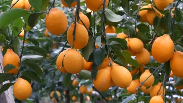 Фруктовые цитрусовые собирают много спелых желтых лимонов, свисающих на ветвях деревьев в теплице лимонарии. Лимонный сад. Закрыть вид - Кадры, видео