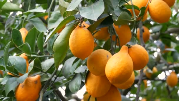 Citrusfélék betakarítása sok érett sárga citrom lóg fa ágak limonaria üvegház - Felvétel, videó