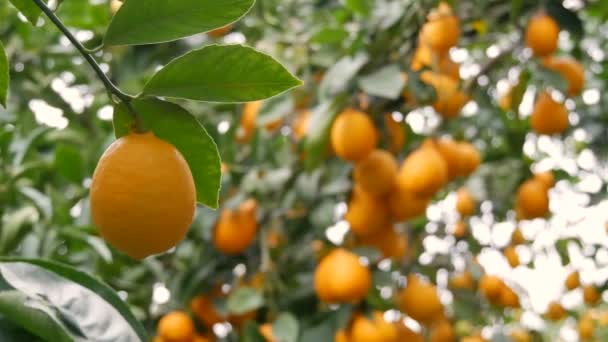 Ovoce citrusových plodů sklízejí mnoho zralých žlutých citronů visících na větvích stromů ve skleníku s limonádou. Citrónová zahrada. Zavřít pohled - Záběry, video