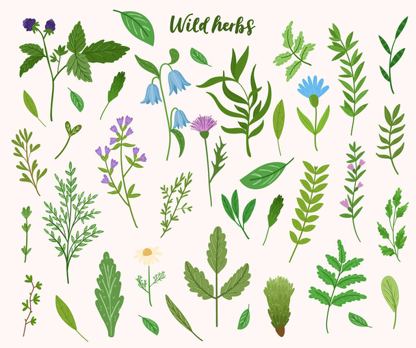 Wild herbs collection. Cartoon leaves,brunches,flowers,twig. Vector hand drawn illustration. - Vector, afbeelding
