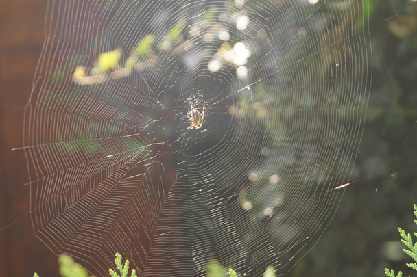 Spider in the web - Zdjęcie, obraz