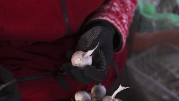 Η διαδικασία διαχωρισμού των σκελίδων του σκόρδου από το κεφάλι με ένα μαχαίρι γάντια - Πλάνα, βίντεο