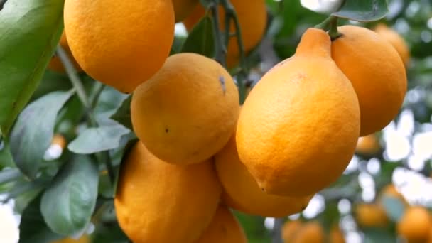 Raccolta di agrumi molti limoni gialli maturi appesi ai rami degli alberi in serra di limonaria - Filmati, video