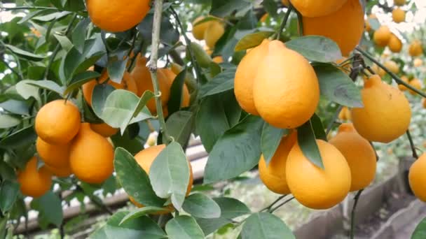 Meyveli turunçgiller, limonata serasındaki ağaç dallarına asılmış bir sürü olgun sarı limon topluyor. Limon bahçesi. - Video, Çekim