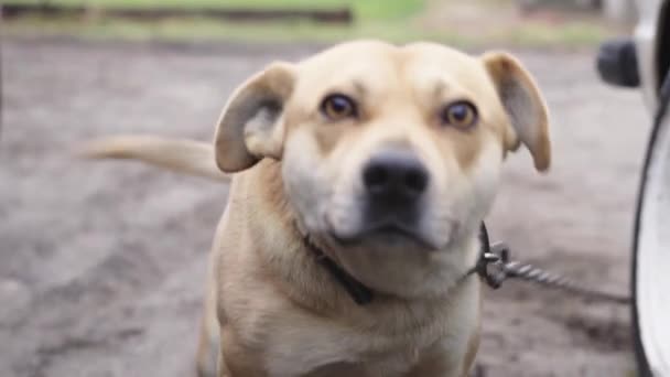 Ładny lekki pies na smyczy próbujący sięgnąć - Materiał filmowy, wideo