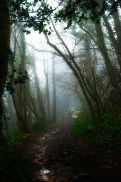 Ένα μυστηριώδες ξύλο καλυμμένο με βρύα και μια μικρή ομίχλη.  - Φωτογραφία, εικόνα