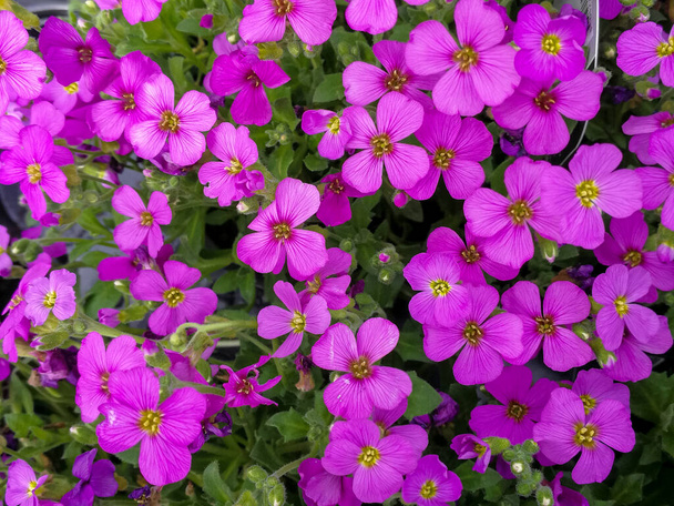 Pretty Aubretia purple rock cress flowers closeup - Photo, Image