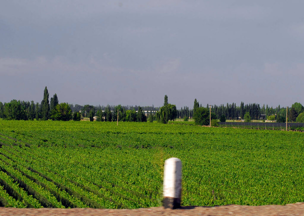 vigneto e viticoltura nella regione di Mendoza in Argentina, agricoltura e viticoltura - Foto, immagini