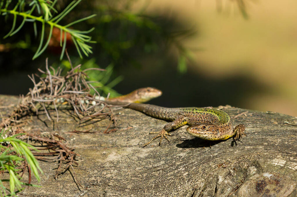 A closeup shot of a lizard on a rock - Photo, image