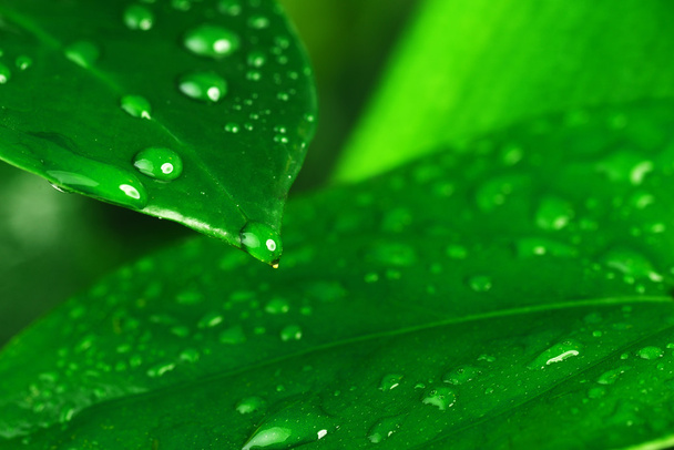  green plant leaf - Fotografie, Obrázek