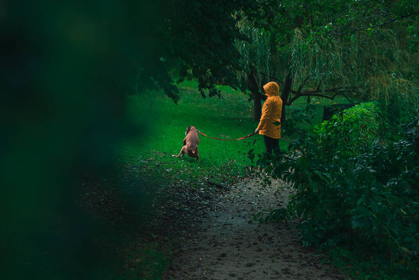 Moody picture of a woman in yellow raincoat taking a dog for a walk and looking as he is taking a piss. Dog urinating on a walk in the rainy garden. - Foto, immagini