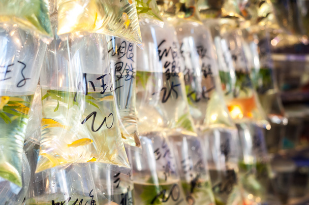 Peces tropicales colgados en bolsas en el mercado de peces de colores de Tung Choi Street, Hong Kong
 - Foto, Imagen