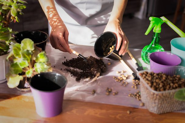 A woman transplants indoor flowers on the table. Spring transplanting of indoor plants into new pots.Care and care of freshness in the house.Close-up of a woman's hands.Garden tools, earth, irrigation - Photo, Image