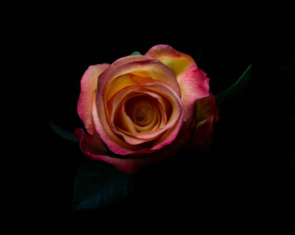 A closeup shot of a multicolor rose on black background - Фото, зображення