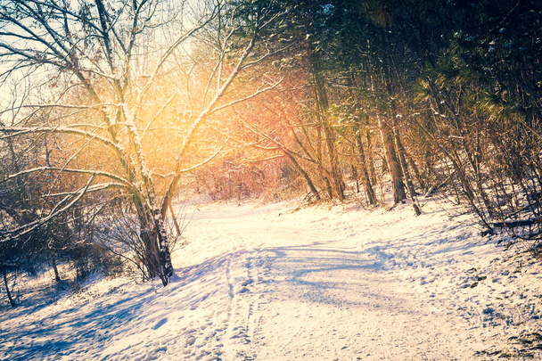 Path in park in winter - Φωτογραφία, εικόνα