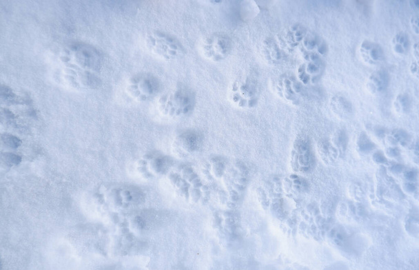 雪の中の猫の足跡 - 写真・画像