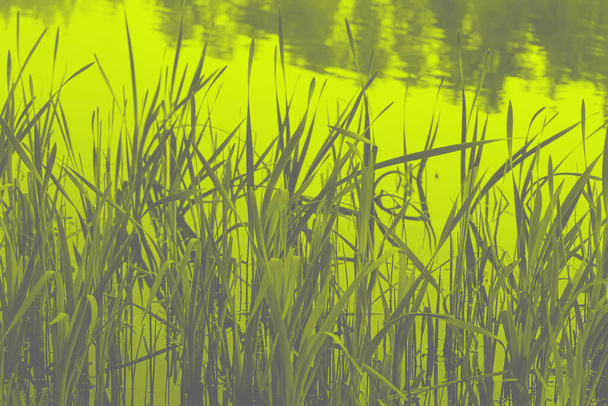 Gras-Nahaufnahme in trendigen neuen Farben. Erleuchtendes Gelb und ultimatives Grau. Farbe des Jahres 2021. Hintergrund für Plakat, Postkarte, Banner - Foto, Bild