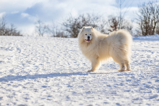 Samoyed - Samoyed schöne Rasse sibirischen weißen Hund. Der Hund steht auf einer verschneiten Straße und hat die Zunge heraus. - Foto, Bild