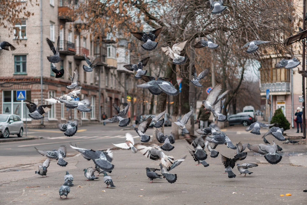 Un montón de hambrientas palomas callejeras hermosas están volando, comiendo y mirando curiosamente en la calle, rivales y competidores - Foto, imagen