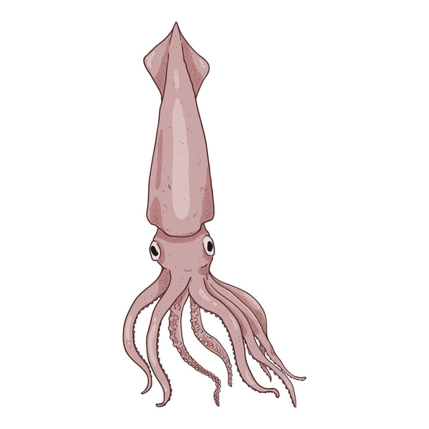 Vector Cartoon Squid. Cephalopod Illustration - Vektor, kép