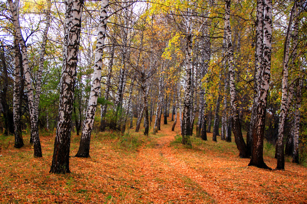 Autumn birch grove - 写真・画像