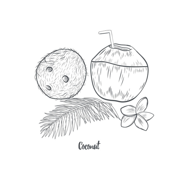 Schizzo disegnato a mano di cocco isolato su sfondo bianco. Tutta e mezza illustrazione del vettore della noce di cocco tropicale. - Vettoriali, immagini