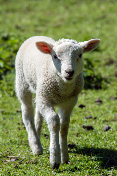 Sheep-Baby - Photo, Image