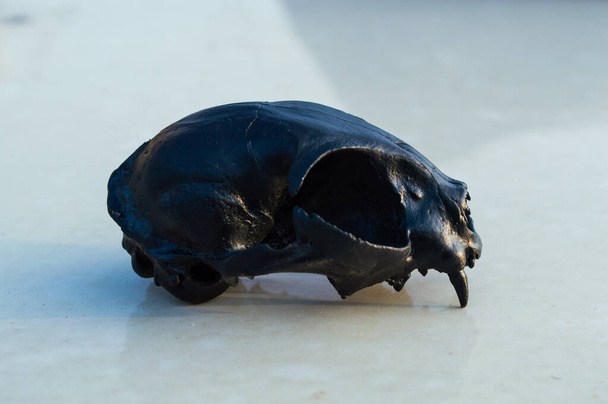 Černá zvířecí lebka zblízka v detailu - Fotografie, Obrázek