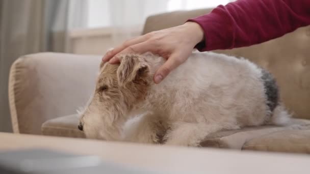 Steadicam lövés elragadó Wire Fox Terrier kutya feküdt a kanapén otthon, kéz a piros ujját felismerhetetlen személy simogató háziállat - Felvétel, videó