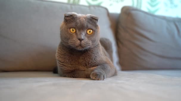 Giocoso gatto grigio pieghevole scozzese si siede sul divano del soggiorno e gioca con una stringa - Filmati, video