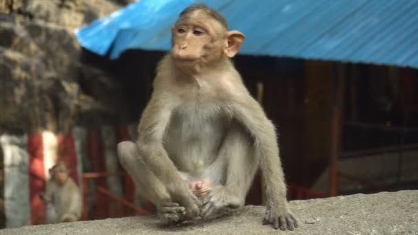 Macaco indio sentado en una roca - Metraje, vídeo