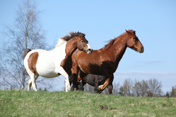 Bei cavalli che corrono
 - Foto, immagini