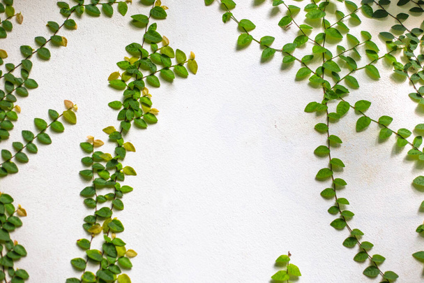 leaves of a climbing plant climb a wall, light background with copy space - Foto, imagen