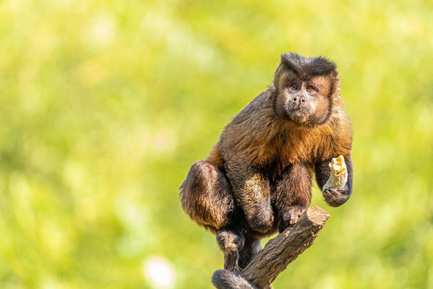 Macaco-prego (Sapajus libidinosus) – Animal Business Brasil