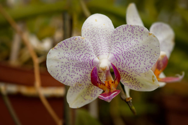 Белая орхидея на размытом фоне, крупным планом фотография тропического цветка - Фото, изображение
