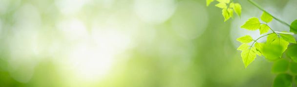 Detailní záběr zeleného přírodního listu na rozmazaném zeleni pozadí v zahradě s bokeh a kopírovat prostor pomocí jako pozadí pojetí titulní stránky. - Fotografie, Obrázek