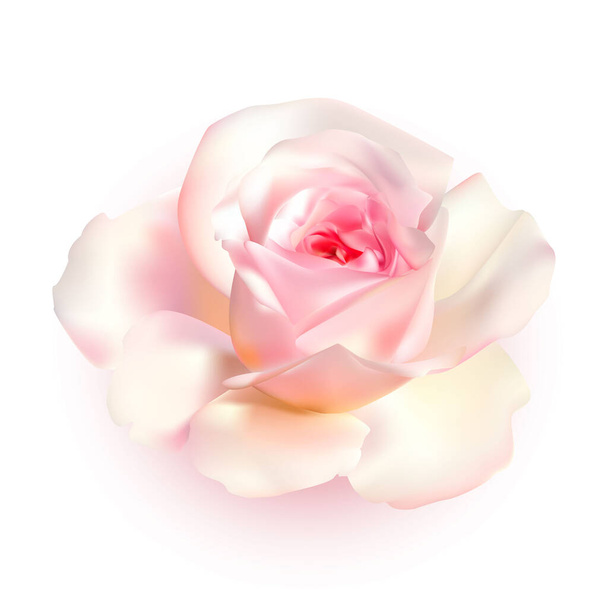 Τριαντάφυλλο με απαλά ροζ και λευκά πέταλα που απομονώνονται σε λευκό φόντο.  - Διάνυσμα, εικόνα