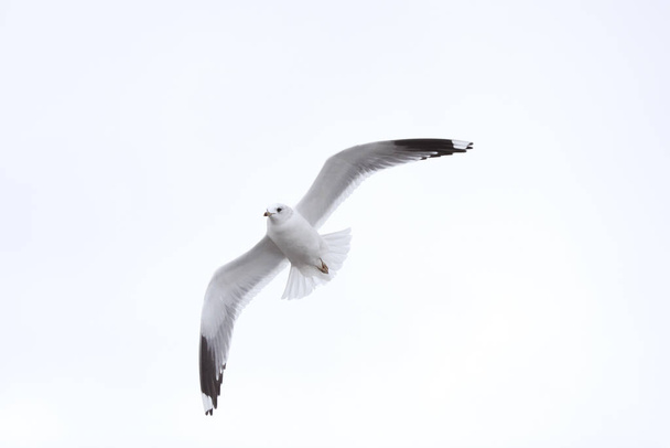 Bird Flying SEAGULL Isolated Sky Symbol of Freedom Concept (en inglés). gaviota blanca en el cielo. - Foto, Imagen