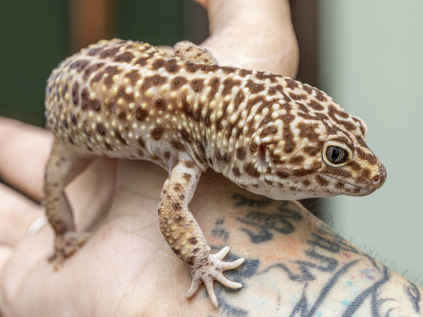 Leopard gecko (Eublepharis macularius). - Fotografie, Obrázek