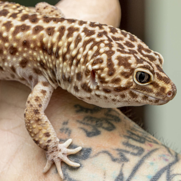 Leopard gecko (Eublepharis macularius)). - Zdjęcie, obraz