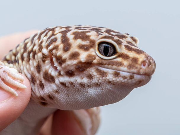 Le gecko léopard (Eublepharis macularius). - Photo, image