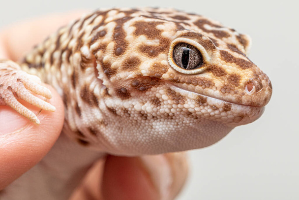 Leopard gecko (Eublepharis macularius)). - Zdjęcie, obraz