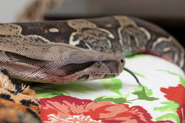 Boa yılanı (boa yılanı sıkacağı)). - Fotoğraf, Görsel