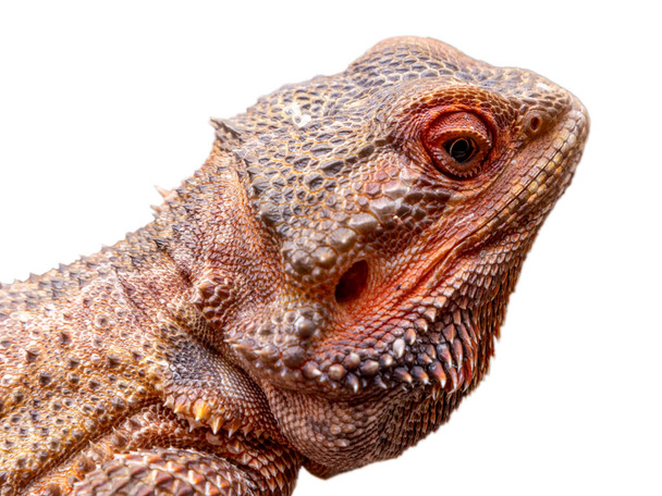 Close up in a bearded dragon (Pogona sp) in white background. - Photo, Image