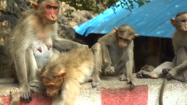 Indische Makaken sitzen auf einem Felsen - Filmmaterial, Video