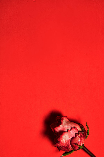 Krásná rudá růže. Love Concept, Shot From Shove. Červené pozadí - Fotografie, Obrázek