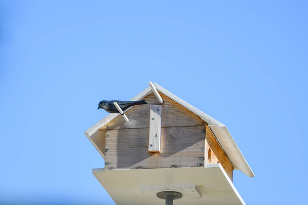 Purpurroter Lockvogel thront auf Vogelhaus, um lila Märtyrer anzulocken - Foto, Bild